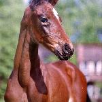 Bachus