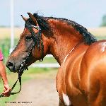 Tuhaj-Bej<br />&copy; Anna Deszczyńska