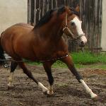 Lord Star