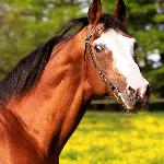 Lord Star