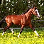Lord Star