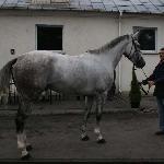 Hawana<br />&copy; Małgorzata Odyniec