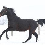 El Ejido