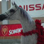 Gaskonia - 2006<br />&copy; Ewa Imielska - Hebda