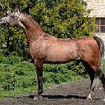Gaspar