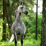 Amra - Amra 2008<br />&copy; Stuart Vesty