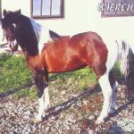 Wierch