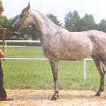Pipi