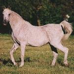 Pipi