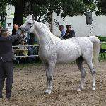 Piaff - PIAFF, Janów Podlaski parada 2011 - foto gallop_apace<br />&copy; gallop_apace