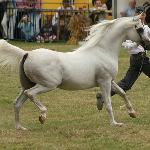 Harbin - HARBIN - Janów Podlaski 2005