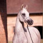 Pohulanka<br />&copy; Lutetia Arabians