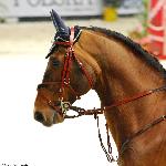 Castiglione L - CSI-W Warszawa 2010<br />&copy; Oliwia Chmielewska