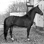 Pegasus HB - Pegasus HB Mazurek-Konie<br />&copy; Mazurek-Konie