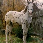 Toga (Teska) - jesień 2000r.