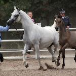Palmeta - Palmeta z ogierkiem Piaget 2013<br />&copy; Anna Pyzara-Nakoniechnaia