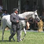 Palmeta - Palmeta i Marek Trela - Janów Podlaski Pokaz Narodowy 2015, foto gallop_apace<br />&copy; gallop_apace
