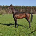 Amadeusz - Amadeusz<br />&copy; Stajnia Borysiuk