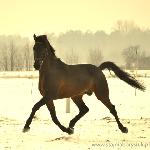 Amadeusz