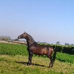 Amadeusz