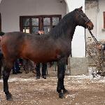 Amadeusz