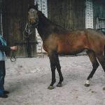 Tuhaj-Bej