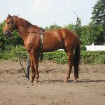 Graban - 2008
