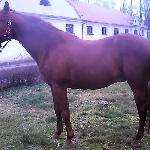Graban