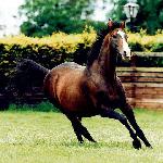 Sadler's Wells