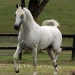 Wiliam/ Wiliam PL