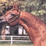 Euterpe