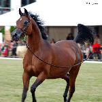 Eutona - Eutona 2012<br />&copy; Anna Pyzara-Nakoniechnaia