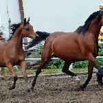 Eutona - Eutona z og. Estoril 2012 r,<br />&copy; Anna Pyzara-Nakoniechnaia
