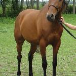 Moguncja
