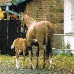 Cuszima - Cuszima z córką Czumigą po Gosler<br /><i>Kadyny 1995 r.</i>