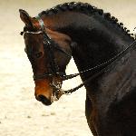 Dżahil - wiosna 2010<br />&copy; Oliwia Chmielewska