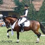 Attila Goral von Birkenhain - Czempionat Koni Hc-Klikowa 2007r.<br />&copy; Małgorzata Serafin-Kozyra