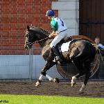 Rabino - Parada Ogierów, Celle 2009<br />&copy; Oliwia Chmielewska