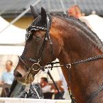 Landino<br />&copy; Oliwia Chmielewska