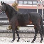 Landino
