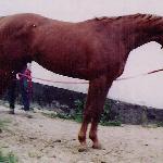Wagram (Era GSM)