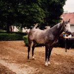 Leandro