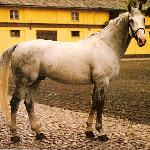 Rotmistrz<br />&copy; http://www.voltahorse.pl/forum<br /><i>Rok 1999</i>