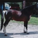 Birat
