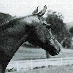 Drużyna