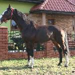 Cruzeiro L