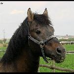 Napis / Goral Napis<br />&copy; Nikoletta Woźniczka