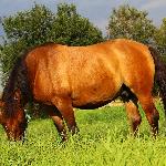 Owacja - Złoty koń ^^