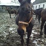 Daghara - Daghara<br />&copy; tak