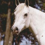 Ansata Bint Bukra
